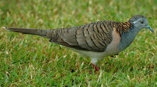 Bar-shouldered Dove