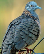 Bar-shouldered Dove