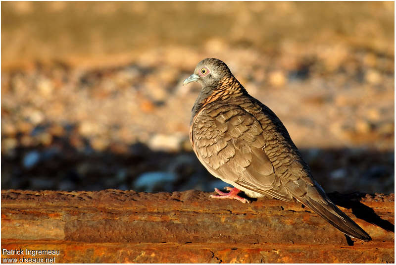 Bar-shouldered Doveadult