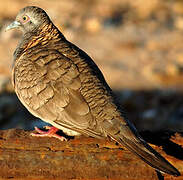 Bar-shouldered Dove