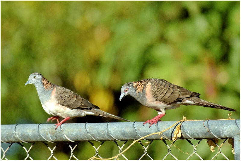 Bar-shouldered Dove