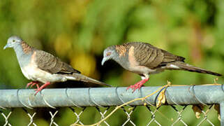 Bar-shouldered Dove