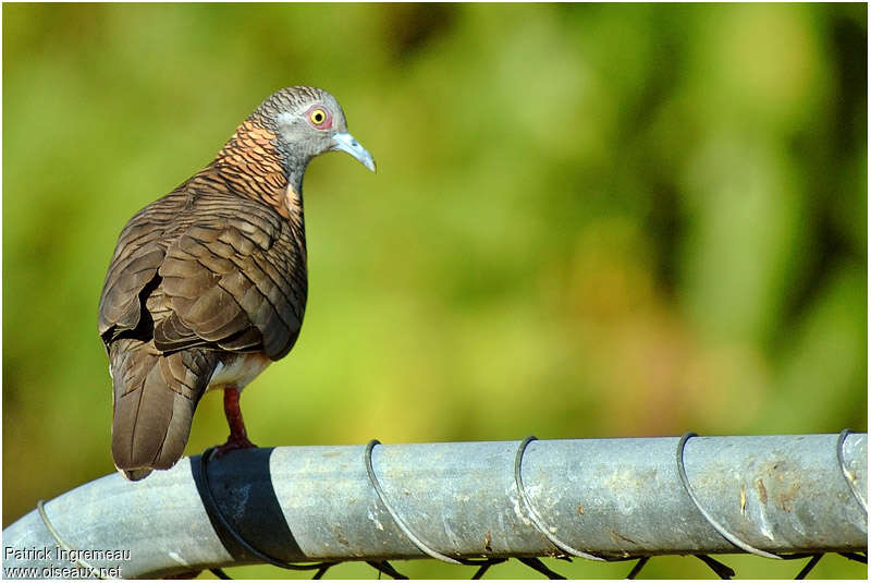 Bar-shouldered Doveadult