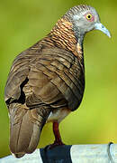 Bar-shouldered Dove