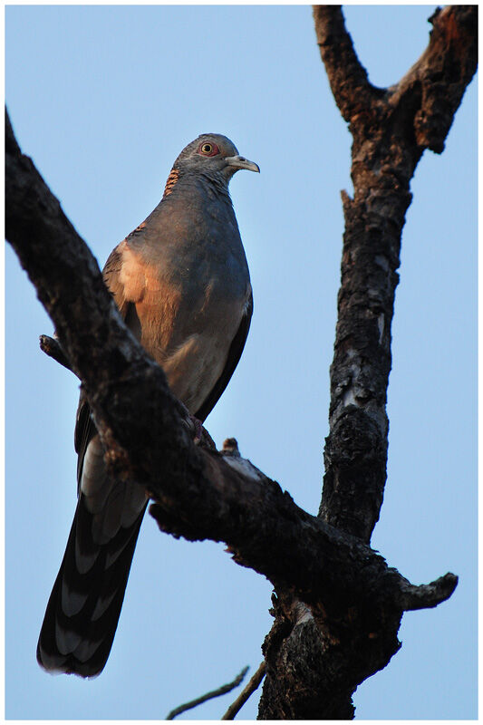 Bar-shouldered Doveadult