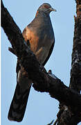 Bar-shouldered Dove