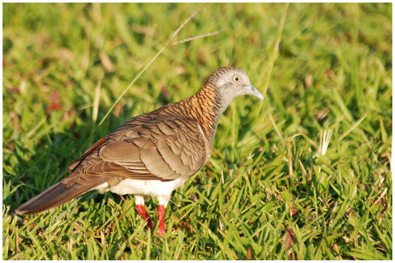 Bar-shouldered Doveadult