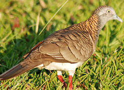 Bar-shouldered Dove