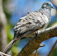 Peaceful Dove