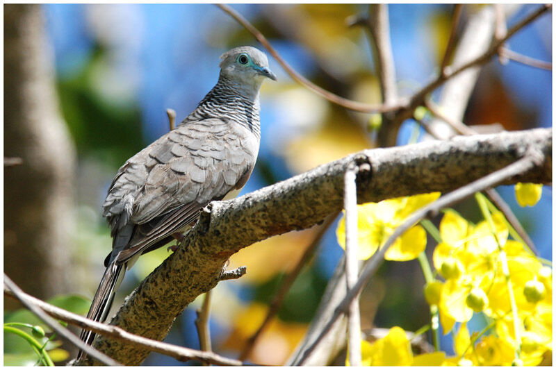 Peaceful Doveadult