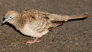 Peaceful Dove