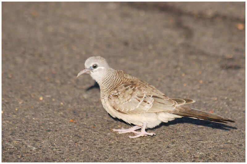 Peaceful Doveimmature