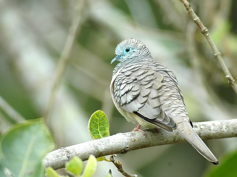 Peaceful Dove