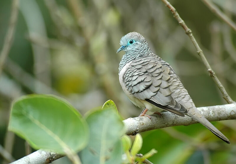 Peaceful Dove