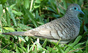 Peaceful Dove