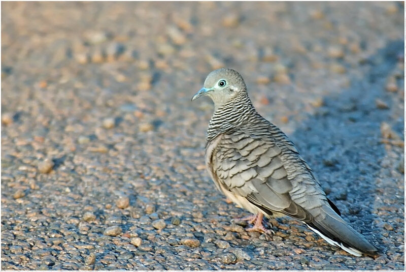 Peaceful Doveadult