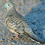 Peaceful Dove