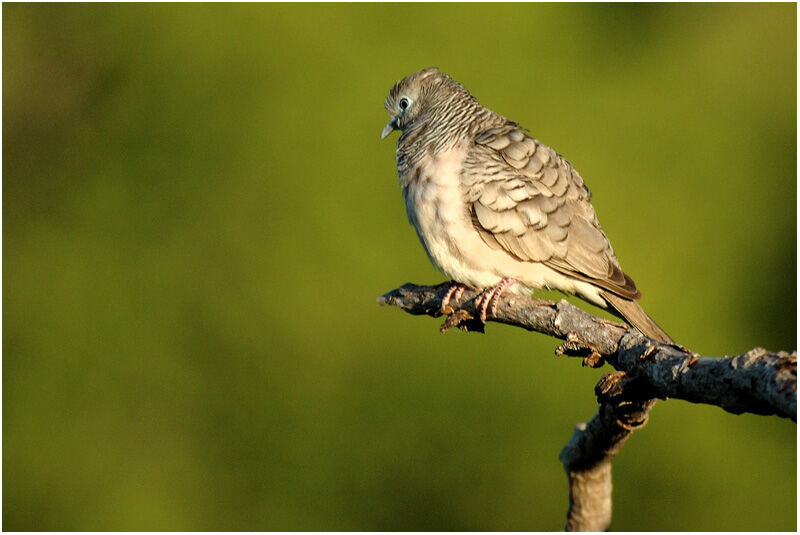 Peaceful Doveadult