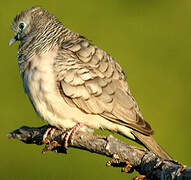 Peaceful Dove