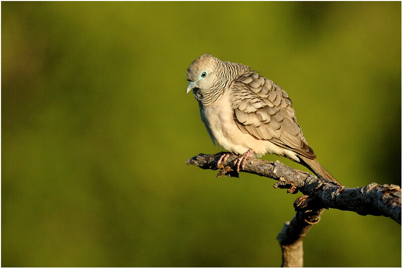 Peaceful Doveadult