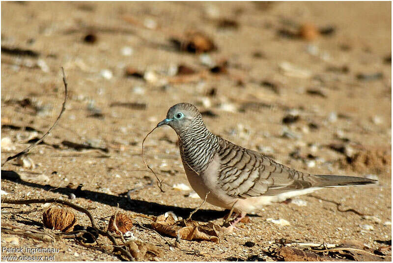 Peaceful Dove