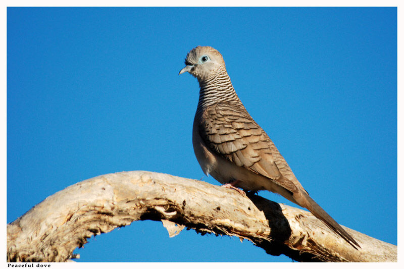 Peaceful Doveadult