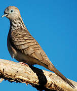 Peaceful Dove