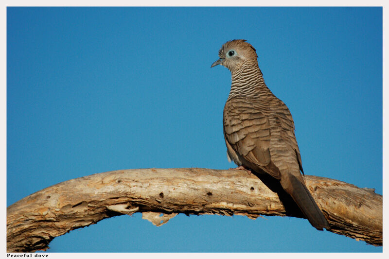 Peaceful Doveadult