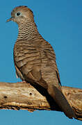 Peaceful Dove