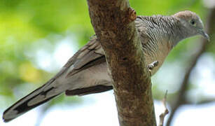 Zebra Dove