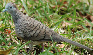 Zebra Dove