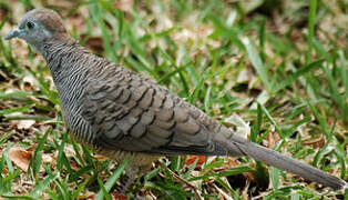 Zebra Dove