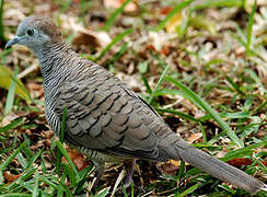 Zebra Dove