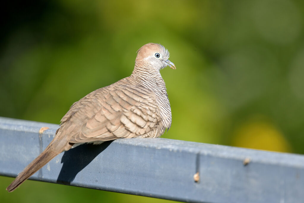 Zebra Doveadult