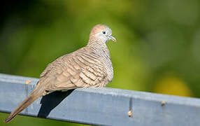 Zebra Dove