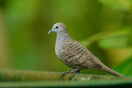 Zebra Dove