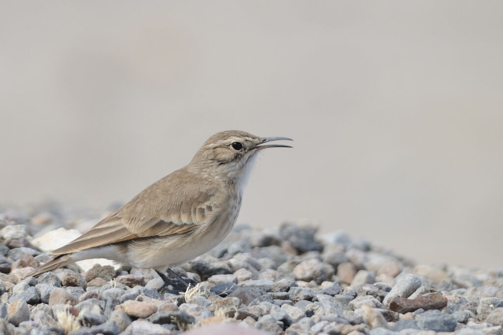 Géositte mineuseadulte, identification