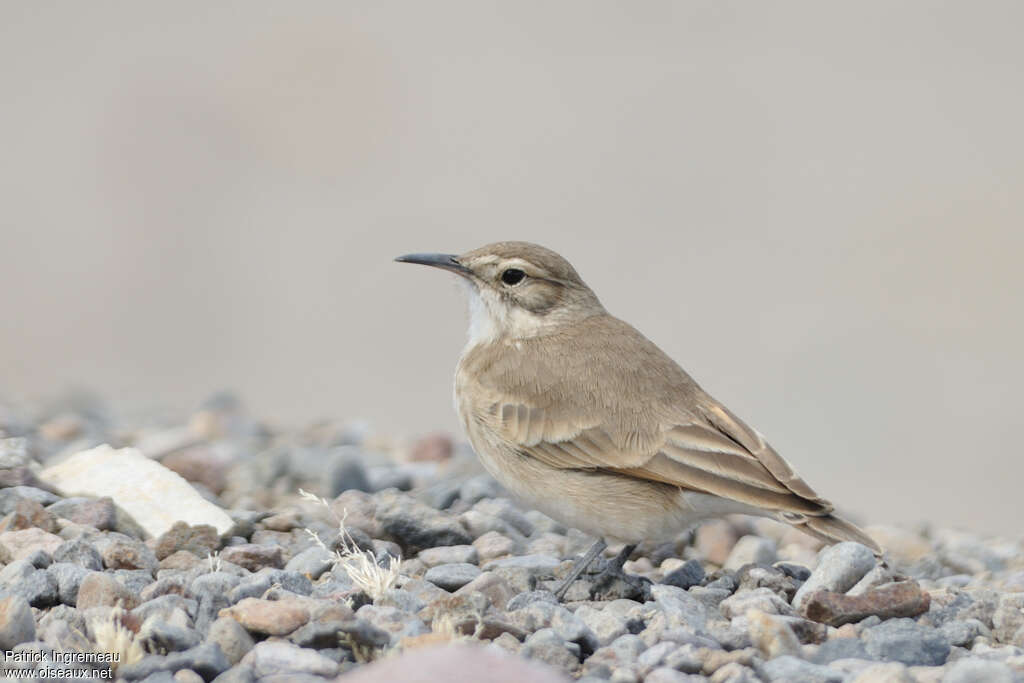 Géositte mineuseadulte, identification