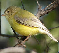 Weebill