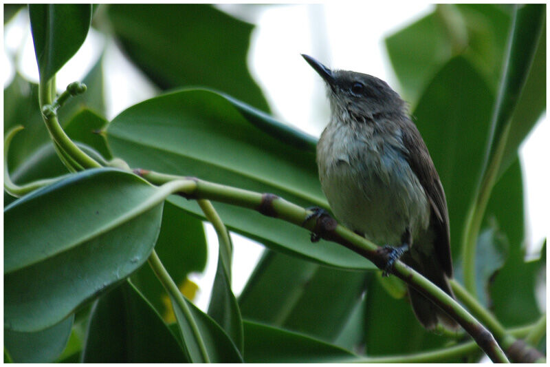 Large-billed Gerygoneadult