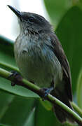 Large-billed Gerygone