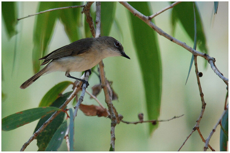 Large-billed Gerygoneadult breeding