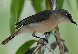 Large-billed Gerygone