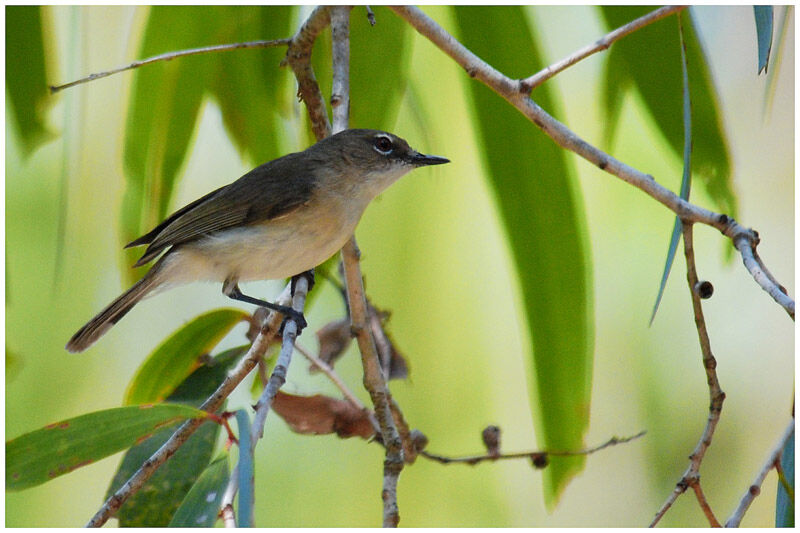 Large-billed Gerygoneadult breeding