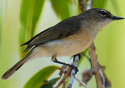 Large-billed Gerygone