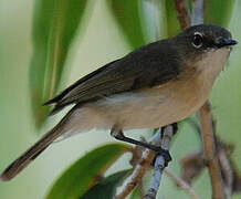 Large-billed Gerygone