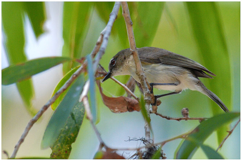 Large-billed Gerygoneadult breeding