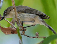 Large-billed Gerygone