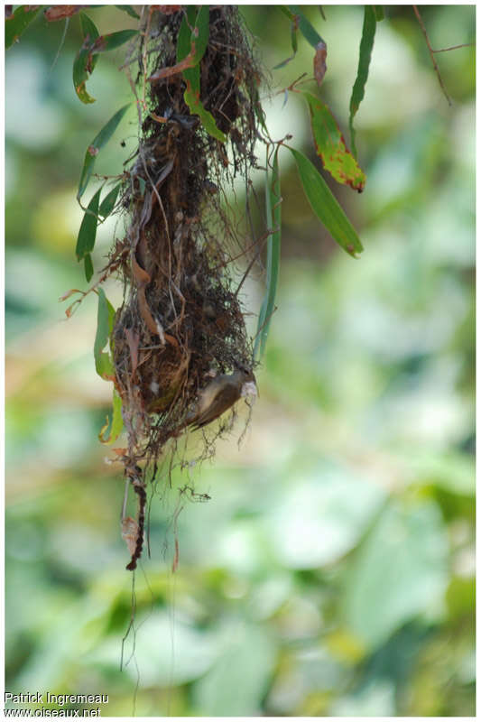 Large-billed Gerygone, Reproduction-nesting