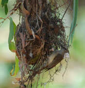 Large-billed Gerygone